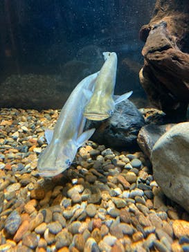 カワスイ 川崎⽔族館に投稿された画像（2023/4/24）