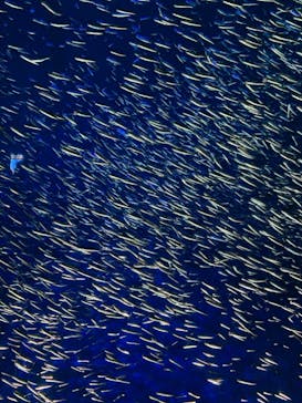 大分マリーンパレス水族館 「うみたまご」に投稿された画像（2023/4/24）