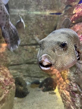 九十九島水族館海きららに投稿された画像（2023/4/24）