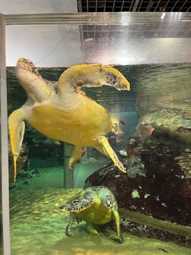 九十九島水族館海きららに投稿された画像（2023/4/24）