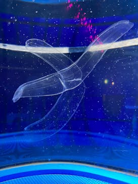 九十九島水族館海きららに投稿された画像（2023/4/24）