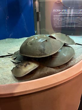 九十九島水族館海きららに投稿された画像（2023/4/24）