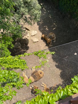 群馬サファリパークに投稿された画像（2023/4/24）