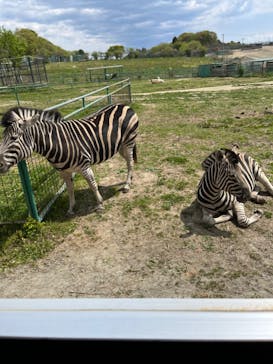 岩手サファリパークに投稿された画像（2023/4/24）