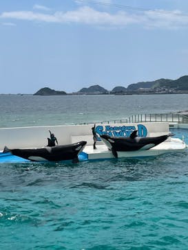 鴨川シーワールドに投稿された画像（2023/4/24）