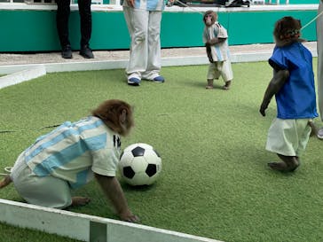 おさるランド＆アニタウン　日光さる軍団劇場に投稿された画像（2023/4/24）