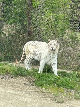 群馬サファリパークに投稿された画像（2023/4/24）