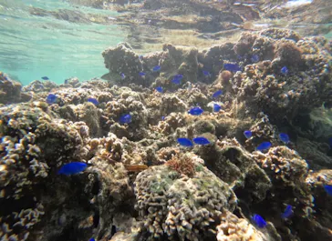 武藤潜水に投稿された画像（2023/4/24）