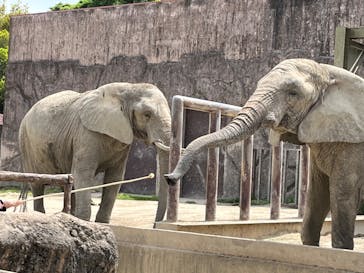 東武動物公園に投稿された画像（2023/4/24）