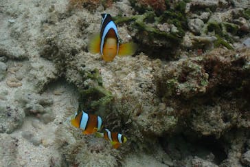 ダイビングショップ　ハイビスカスに投稿された画像（2023/4/24）