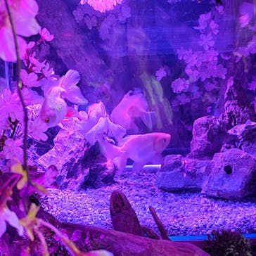 NARA KINGYO MUSEUMに投稿された画像（2023/4/24）