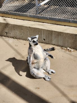 東武動物公園に投稿された画像（2023/4/24）
