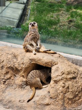 東武動物公園に投稿された画像（2023/4/24）