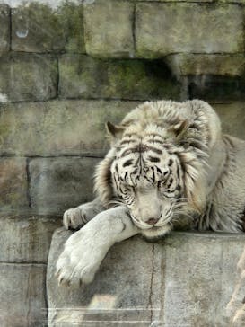 東武動物公園に投稿された画像（2023/4/24）