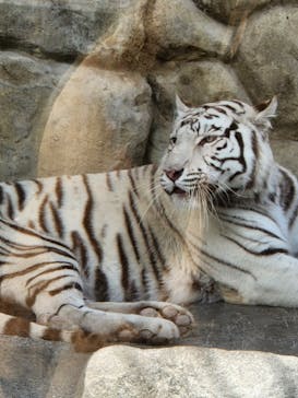 東武動物公園に投稿された画像（2023/4/24）