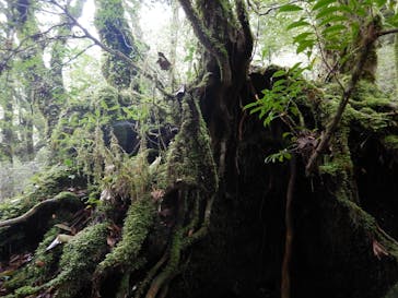 屋久島ガイドクラブに投稿された画像（2023/4/24）