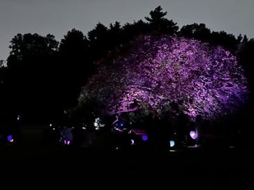 NAKED 桜の新宿御苑 2023に投稿された画像（2023/4/24）