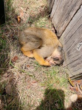 日立市かみね動物園に投稿された画像（2023/4/24）