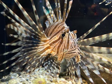 新江ノ島水族館に投稿された画像（2023/4/24）