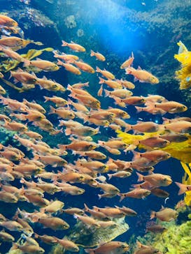 新江ノ島水族館に投稿された画像（2023/4/24）