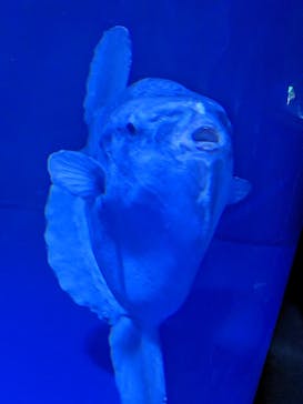 サンシャイン水族館に投稿された画像（2023/4/24）