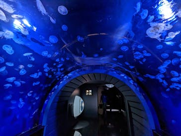 サンシャイン水族館に投稿された画像（2023/4/24）