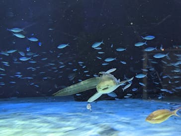 サンシャイン水族館に投稿された画像（2023/4/24）