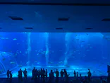 沖縄美ら海水族館に投稿された画像（2023/4/25）