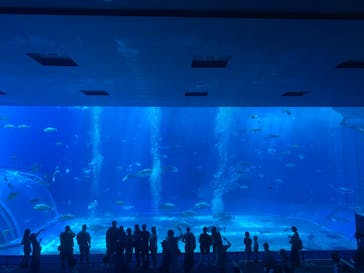 沖縄美ら海水族館に投稿された画像（2023/4/24）
