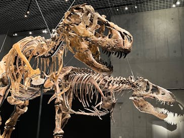 特別展「恐竜博2023」に投稿された画像（2023/4/25）