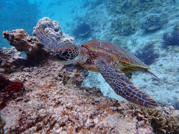 宮古島 ADVENTURE PiPi（ミヤコジマ アドベンチャー ピピ）に投稿された画像（2023/4/25）