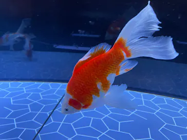 すみだ水族館に投稿された画像（2023/4/25）