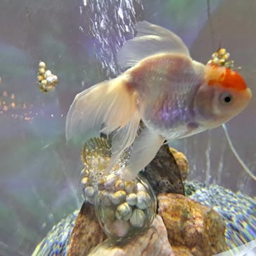 NARA KINGYO MUSEUMに投稿された画像（2023/4/25）