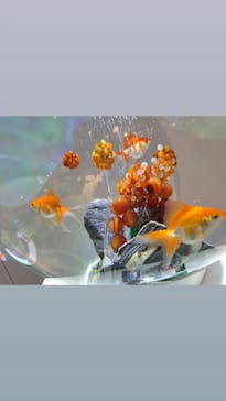 NARA KINGYO MUSEUMに投稿された画像（2023/4/25）