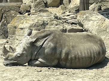 群馬サファリパークに投稿された画像（2023/4/25）