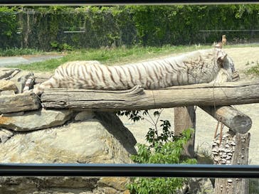 群馬サファリパークに投稿された画像（2023/4/25）