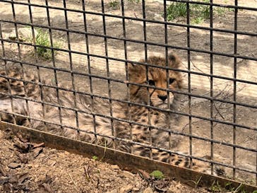 群馬サファリパークに投稿された画像（2023/4/25）