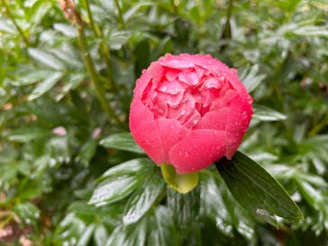 日本庭園　由志園に投稿された画像（2023/4/25）