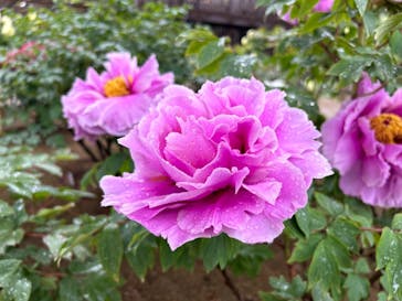 日本庭園　由志園に投稿された画像（2023/4/25）