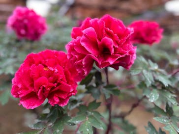 日本庭園　由志園に投稿された画像（2023/4/25）