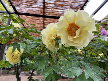 日本庭園　由志園に投稿された画像（2023/4/25）