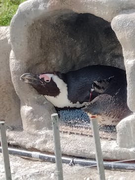 サンシャイン水族館に投稿された画像（2023/4/25）