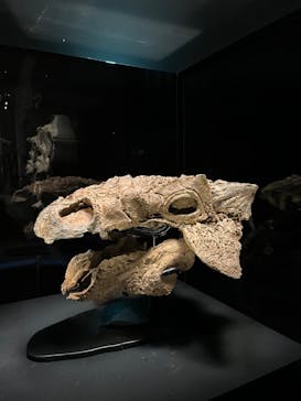 特別展「恐竜博2023」に投稿された画像（2023/4/25）