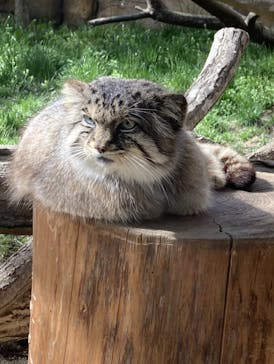 那須どうぶつ王国に投稿された画像（2023/4/26）