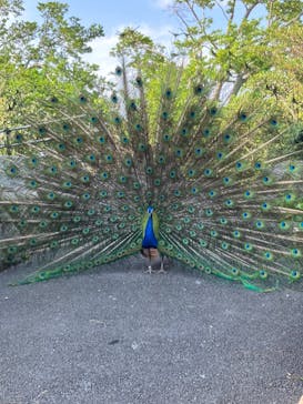 伊豆シャボテン動物公園に投稿された画像（2023/4/26）