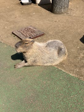 伊豆シャボテン動物公園に投稿された画像（2023/4/26）