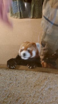 ネオパークオキナワに投稿された画像（2023/4/26）