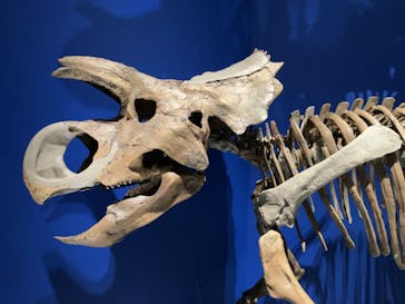 特別展「恐竜博2023」に投稿された画像（2023/4/26）