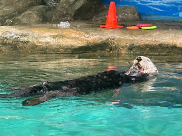 マリンワールド海の中道に投稿された画像（2023/4/26）