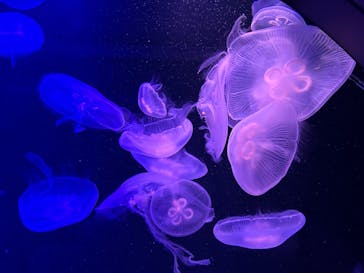 マリンワールド海の中道に投稿された画像（2023/4/26）